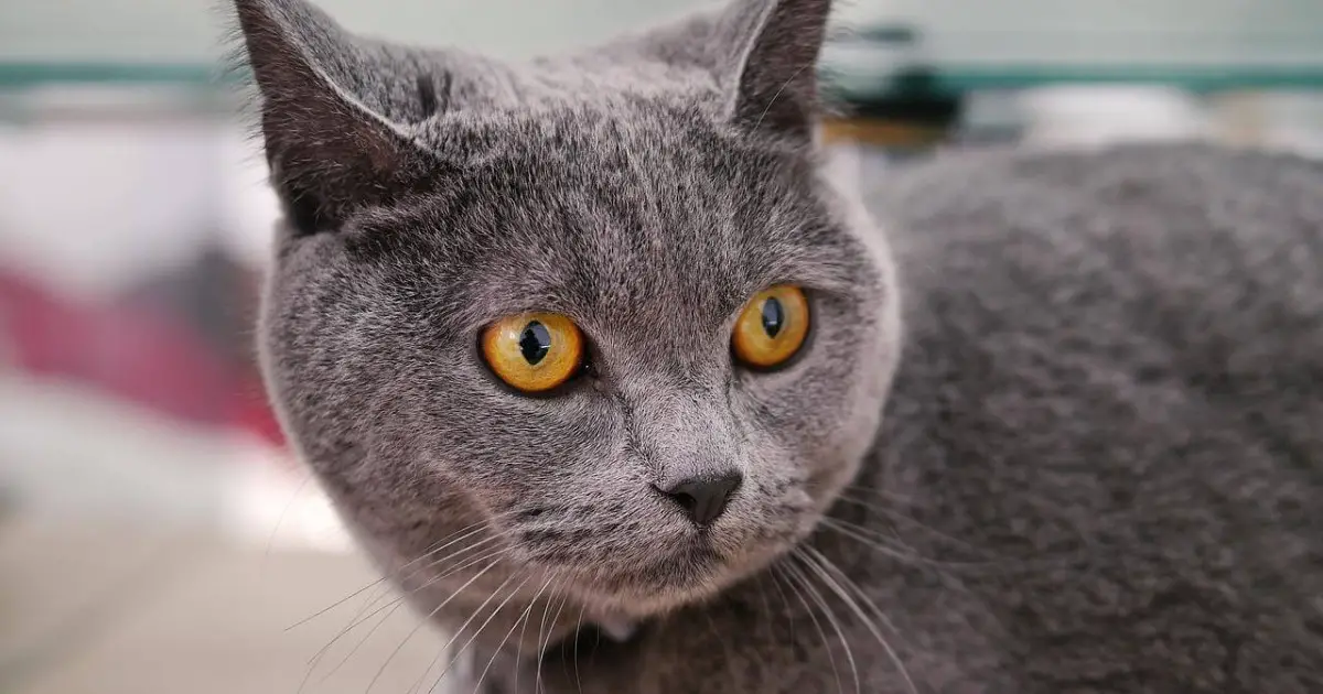 Hip Dysplasia In Cats Symptoms, Treatment & Prevention World Cat Finder