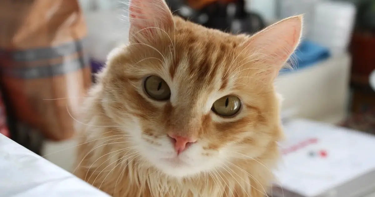 How Can Clavamox Help Your Cat? World Cat Finder