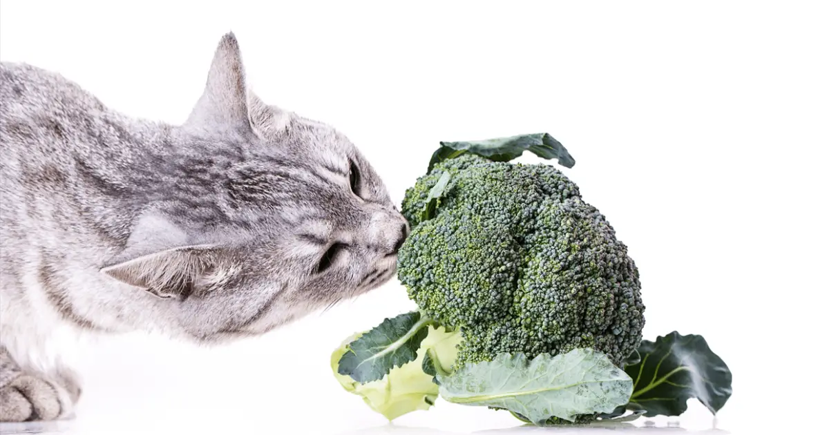 is broccoli poisonous to cats