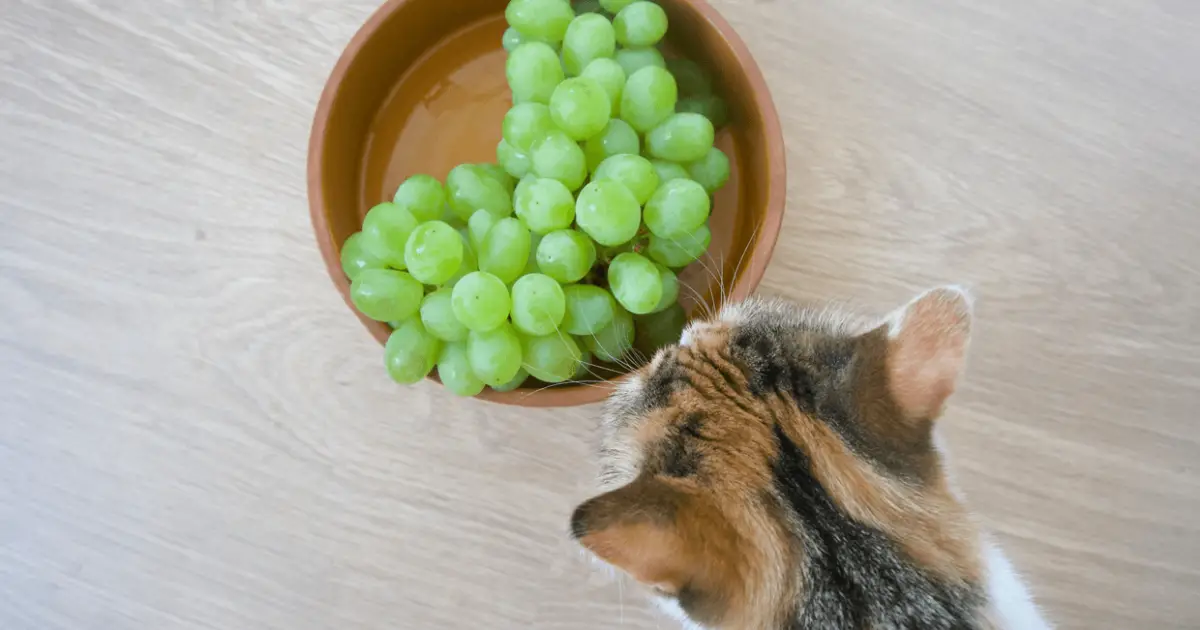 Are grapes hotsell toxic to cats