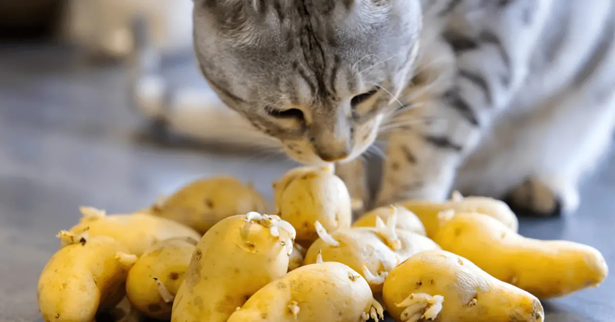 cat eat potato