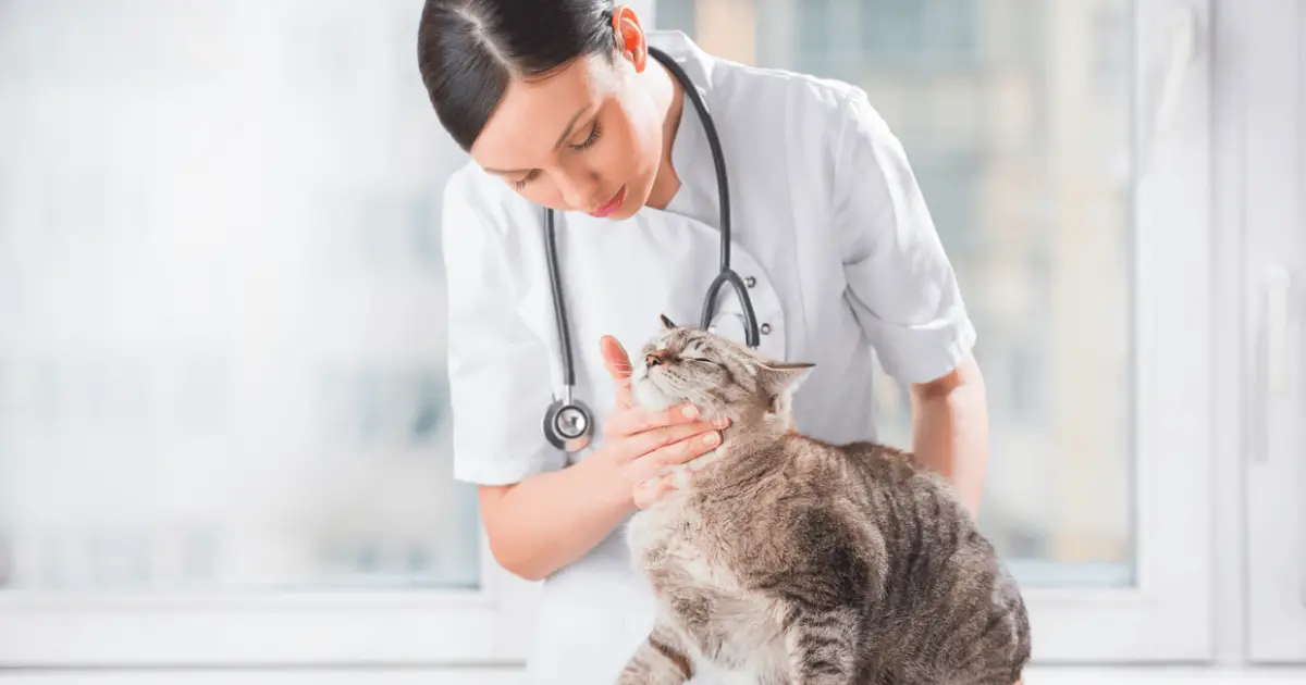 How Often Should I Take My Cat to the Vet? World Cat Finder