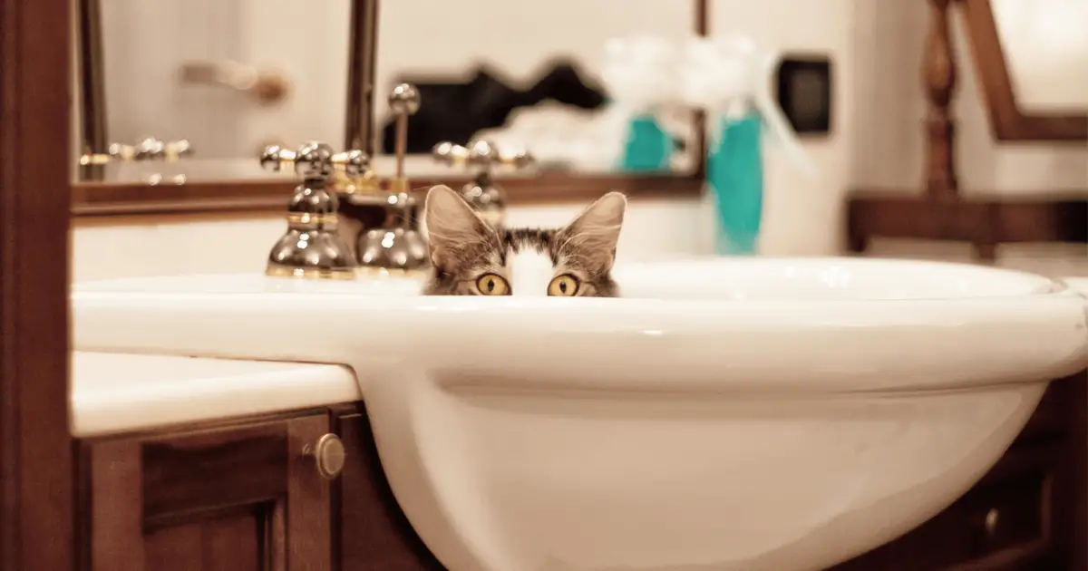 9 Possible Reasons Why Your Cat Could Follow You To The Bathroom ...