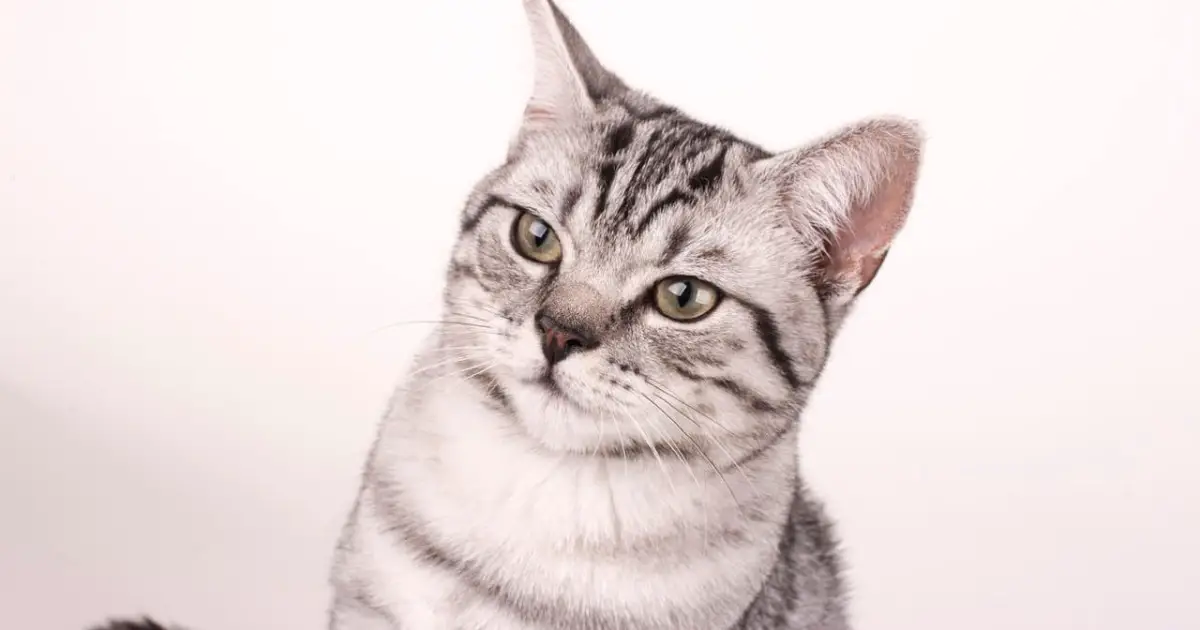 gabapentin cat uses