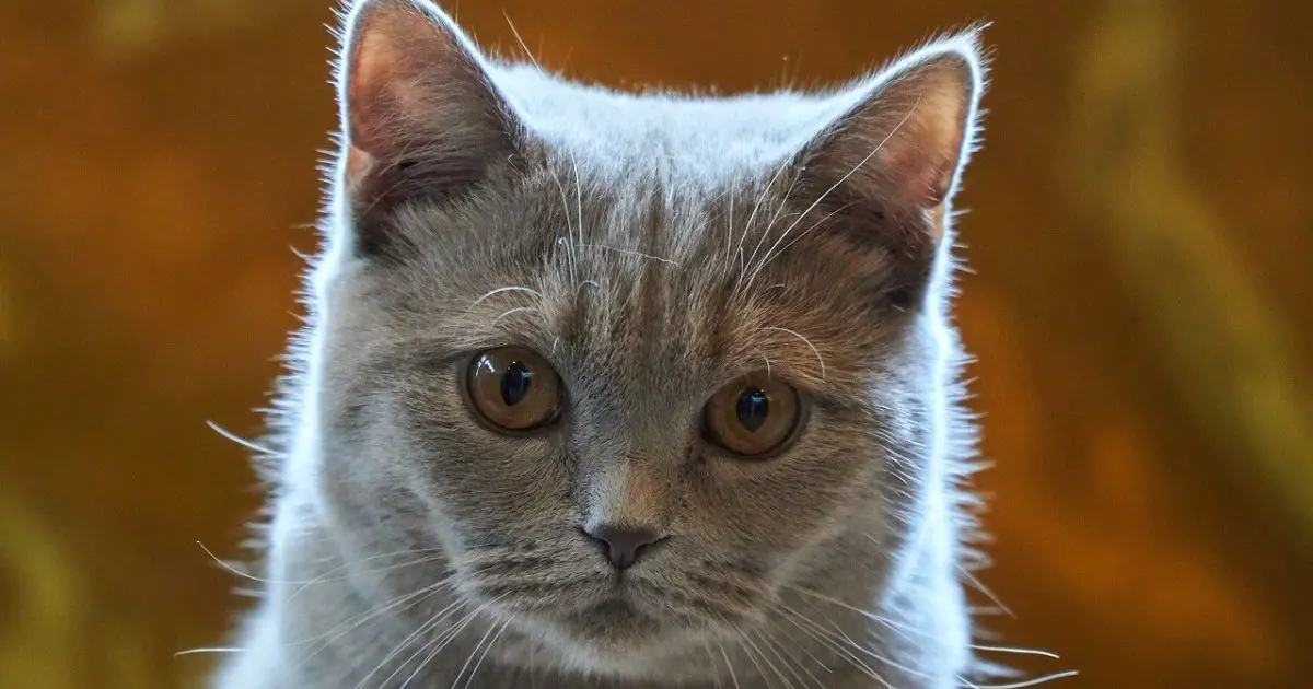 Feline Lungworm Signs, Diagnosis & Treatment World Cat Finder