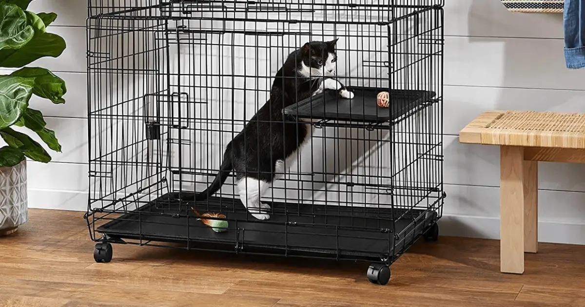7 Best Cat Playpens for Safe Outdoor Time World Cat Finder