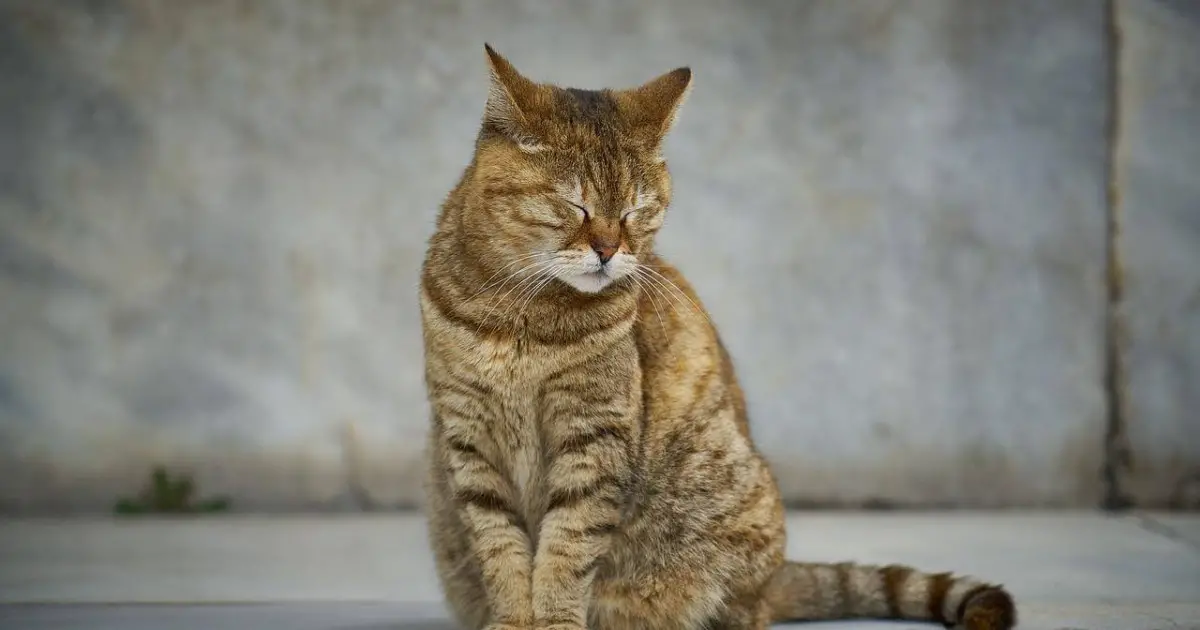 Distemper in Cats Symptoms, Treatment & Prognosis World Cat Finder