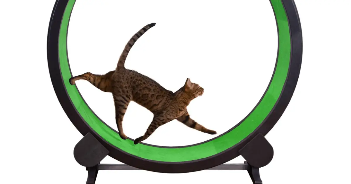 cat exercise running wheel