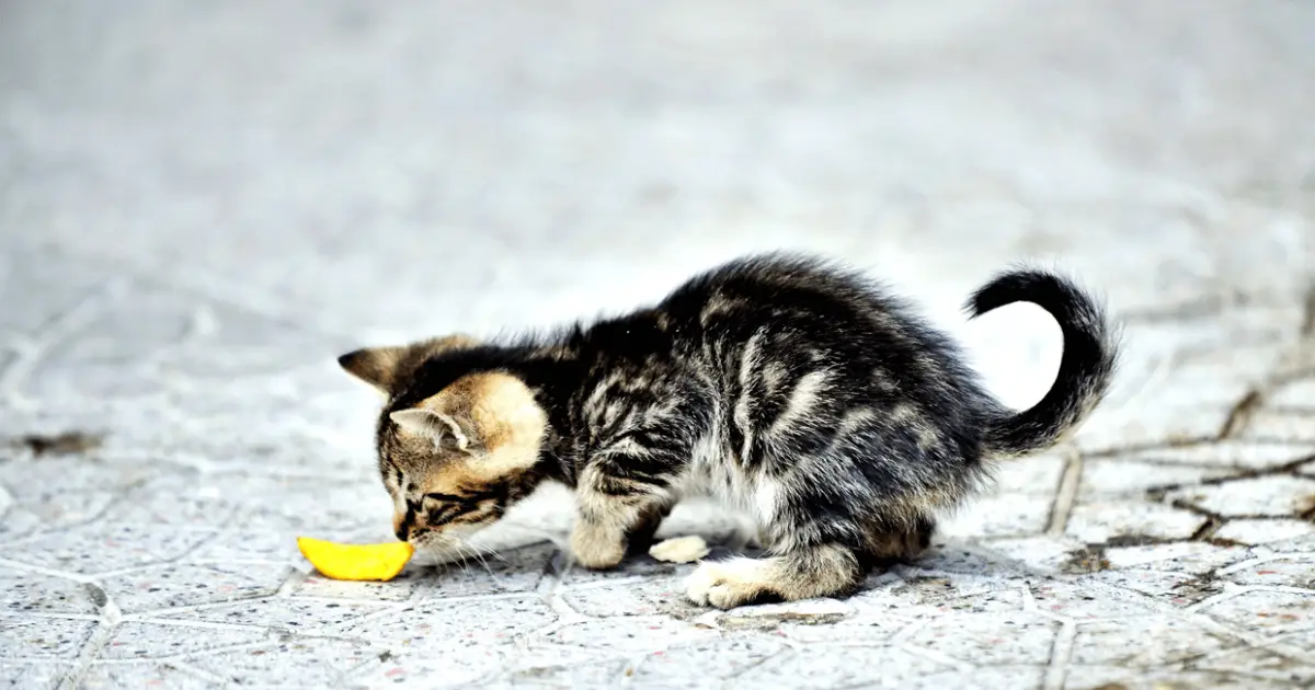 Can You Share French Fries With Your Cat World Cat Finder