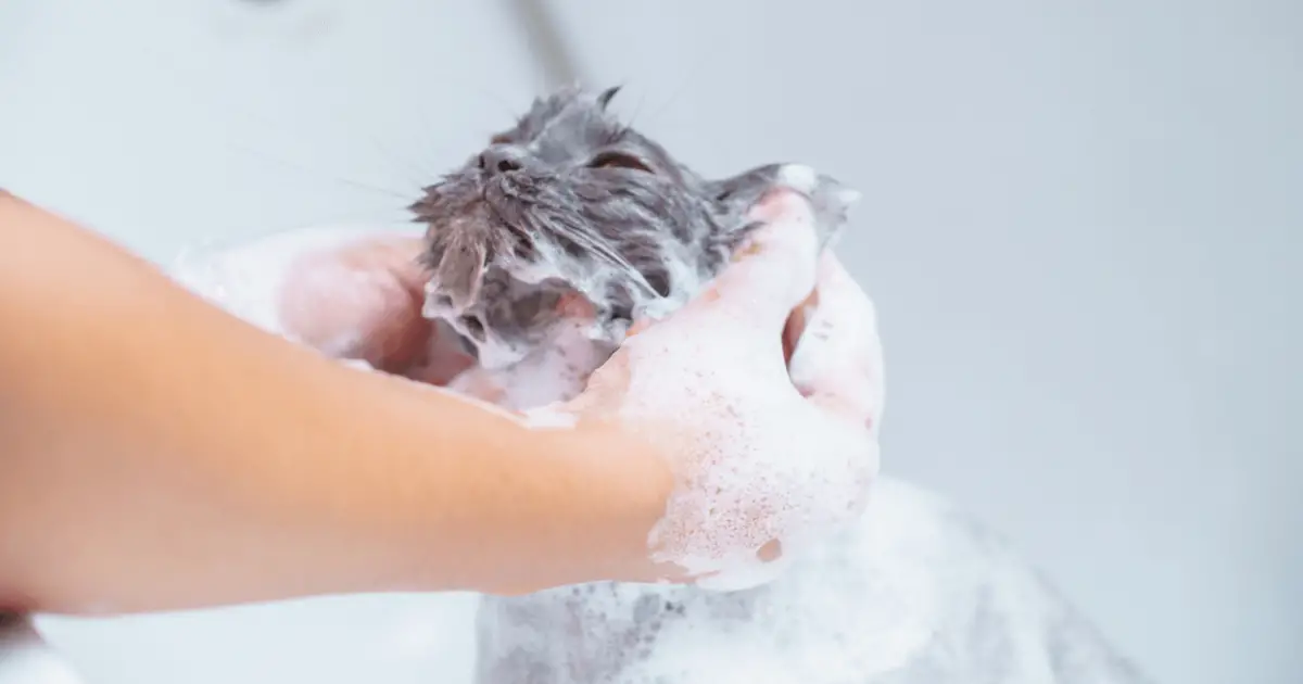 The 7 Best Cat Shampoos You Can Pick For Your Cat World Cat Finder