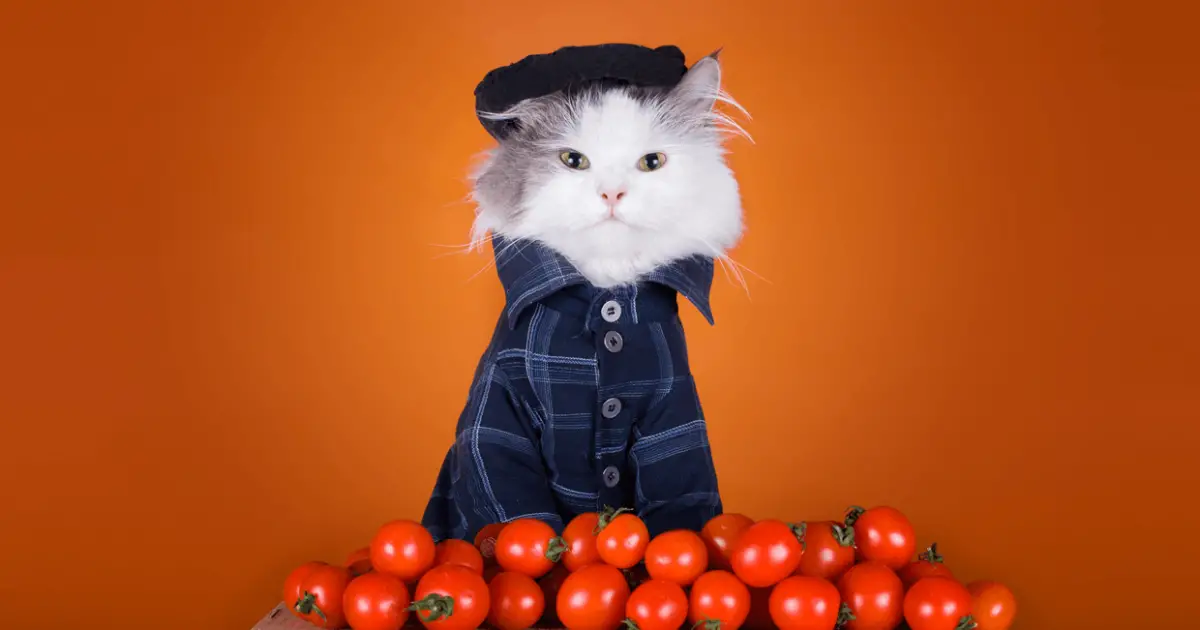 Tomatoes safe 2024 for cats