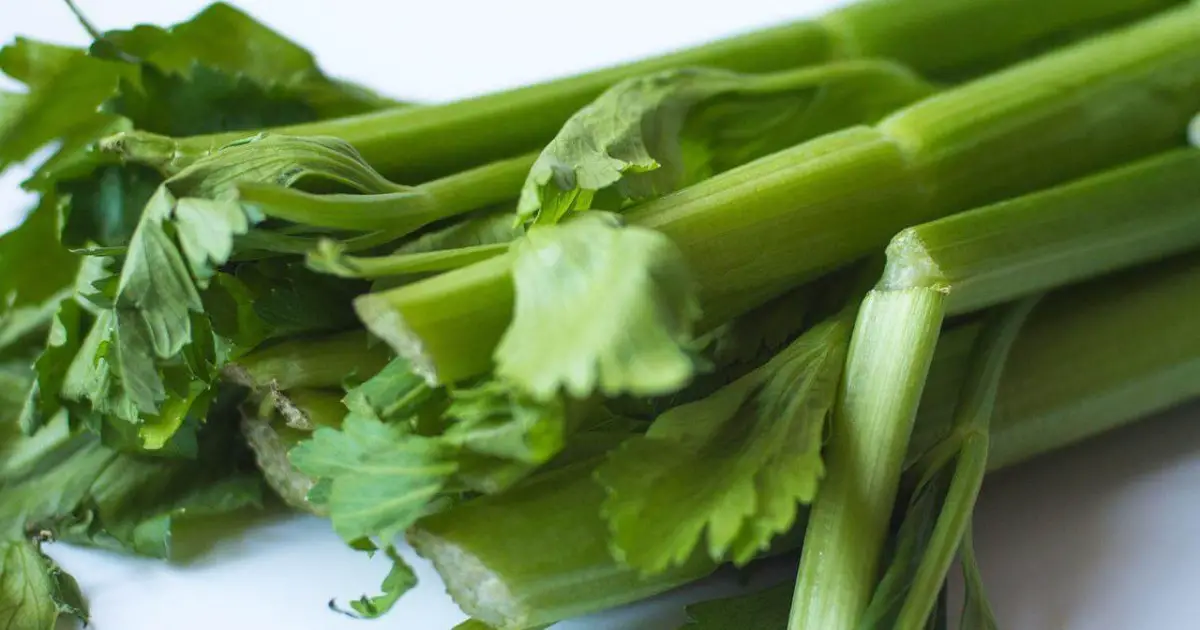 Why You Need To Add Celery To Your Cat's Diet? World Cat Finder