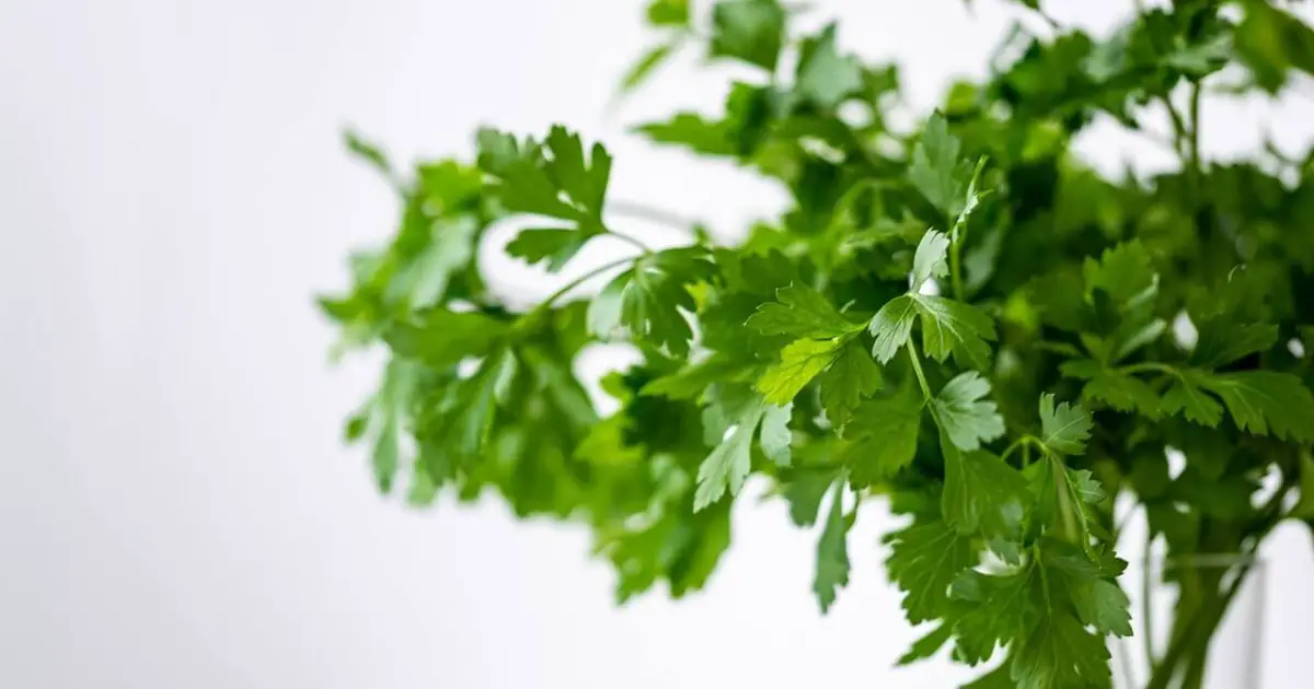 Can You Safely Add Cilantro To Your Cat's Nutrition? World Cat Finder