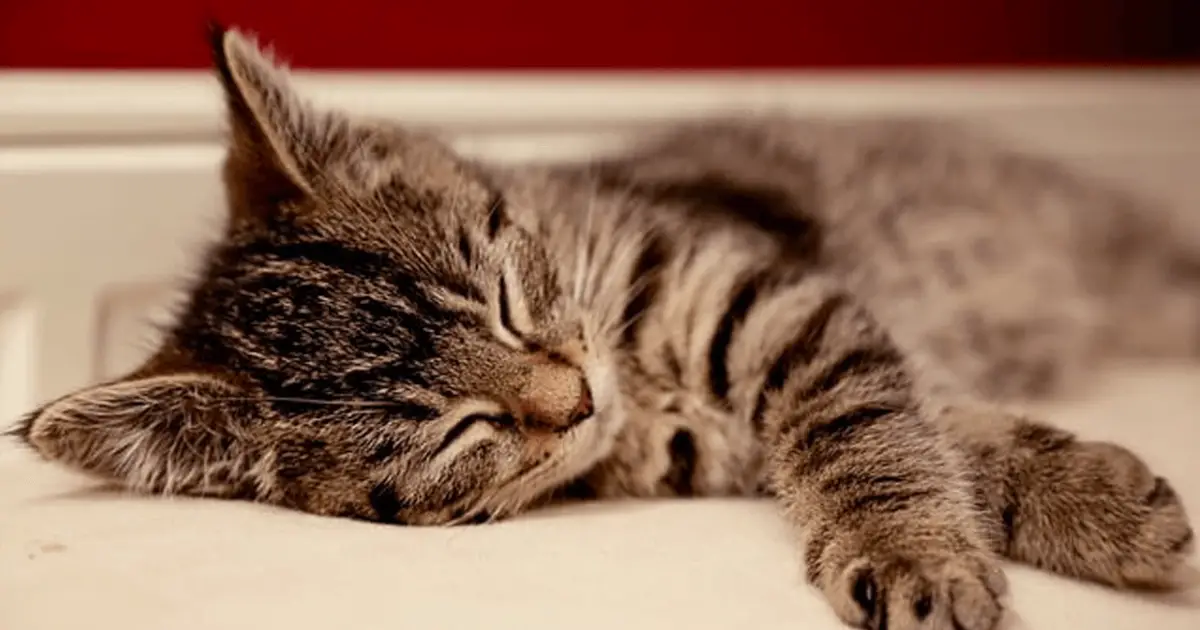 Why do Cats Knead? What Does Kneading Mean? World Cat Finder