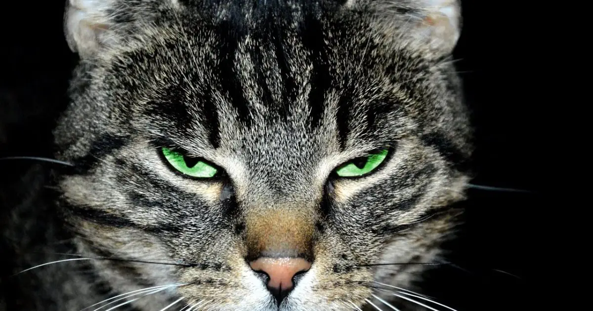 Vet Explains Do Male Cats Have Nipples? World Cat Finder