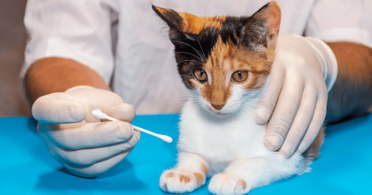 Ringworm in Cats Symptoms, Diagnosis & Treatment World Cat Finder