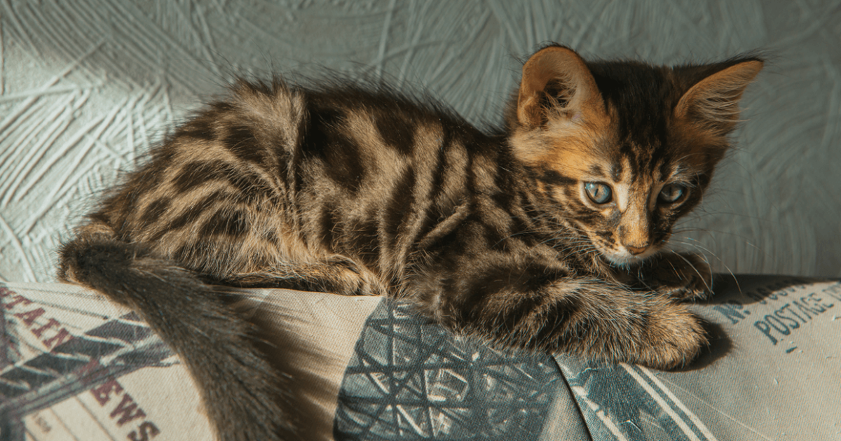 14Karat Bengal Cattery  AZ  Cashmere  Traditional Bengal Kittens  Available