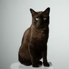 Havanska smeđa mačka