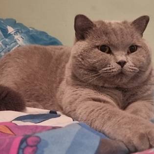 Tzitzicatto Ozzy