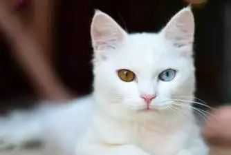 Albinizam kod mačaka - razlike između bijelih mačaka