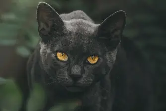 Mitovi i praznovjerja o crnim mačkama