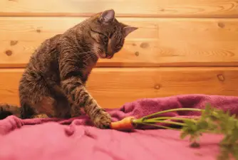 Mogu li mačke jesti mrkvu?