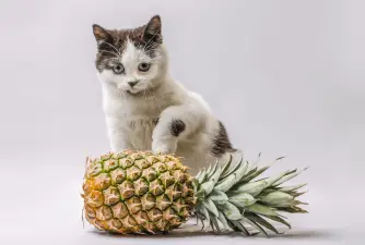 Can Cats Eat Pineapple - Benefits & Protentional Risks