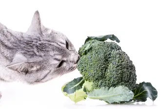 Mogu li mačke jesti brokulu?