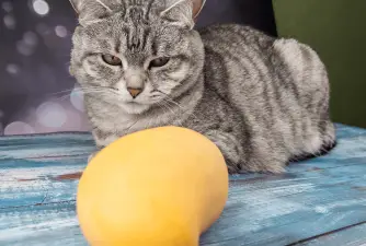 Mogu li mačke jesti mango? Je li to dobar izbor za njih?