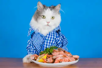 Can Cats Eat Shrimp? What Are The Risks?