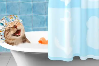5 Tips On How To Bathe A Cat Safely