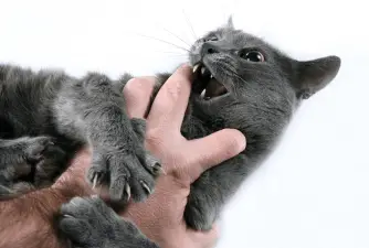 Your Cat Bite You? Here Are The Most Common Reasons