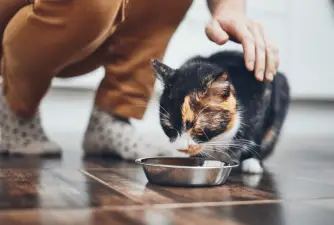 7 Best Dry Cat Foods in 2022