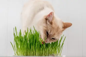 3 glavna razloga zašto mačke jedu travu