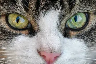 Conjunctivitis in Cats: Symptoms, Treatment & Prevention