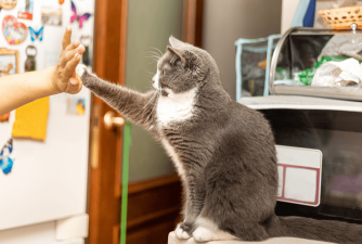 Kako dresirati svoju mačku: Stručni savjeti i trikovi