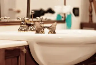 9 mogućih razloga zašto bi vas vaša mačka mogla pratiti u kupaonicu