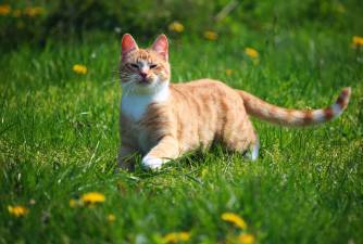 Cryptorchidism In Cats - Causes, Symptoms & Diagnosis