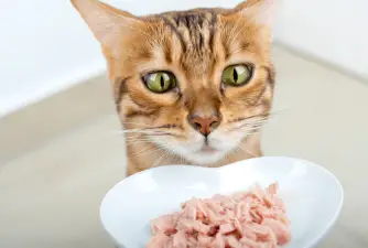 Should You Share Tuna With Your Cat?