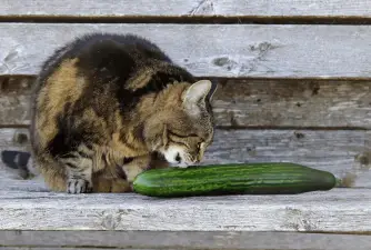 Why Are Cats Afraid Of Cucumbers? Here Are Two Possible Explanations
