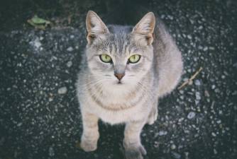 Cat Asthma - Everything You Need To Know