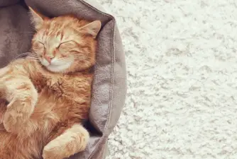 The 7 Best Cat Beds For Cat Naps