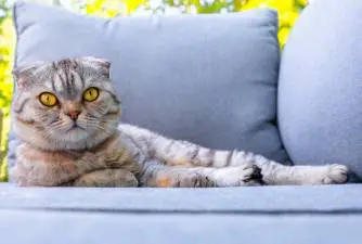 8 Common Reasons Why Your Cat Could Start Shaking