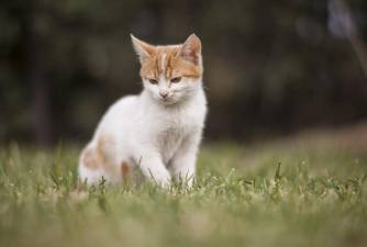 FIP In Cats - Symptoms, Types & Treatment
