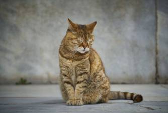 Kuga kod mačaka: simptomi, liječenje i prognoza