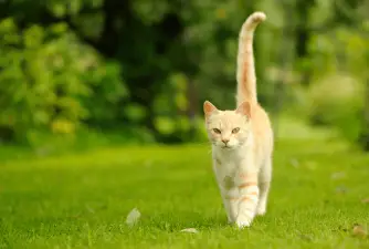 9 Common Reasons Why Cats Wag Their Tails