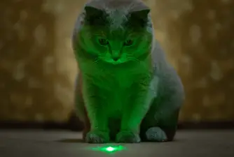 Jesu li laserski pokazivači loši za mačke?