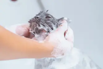 The 7 Best Cat Shampoos You Can Pick For Your Cat