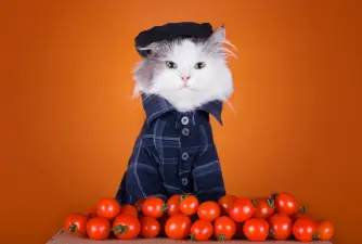 Can Cats Eat Tomatoes? Are They Toxic For Them?