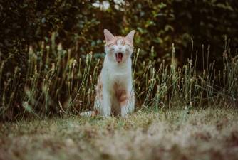 Gingivitis In Cats - Causes, Diagnosis & Prevention